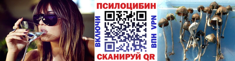сколько стоит  Кулебаки  Псилоцибиновые грибы ЛСД 
